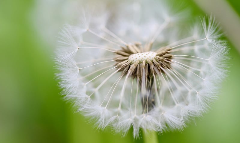 Fast-Growing Seeds